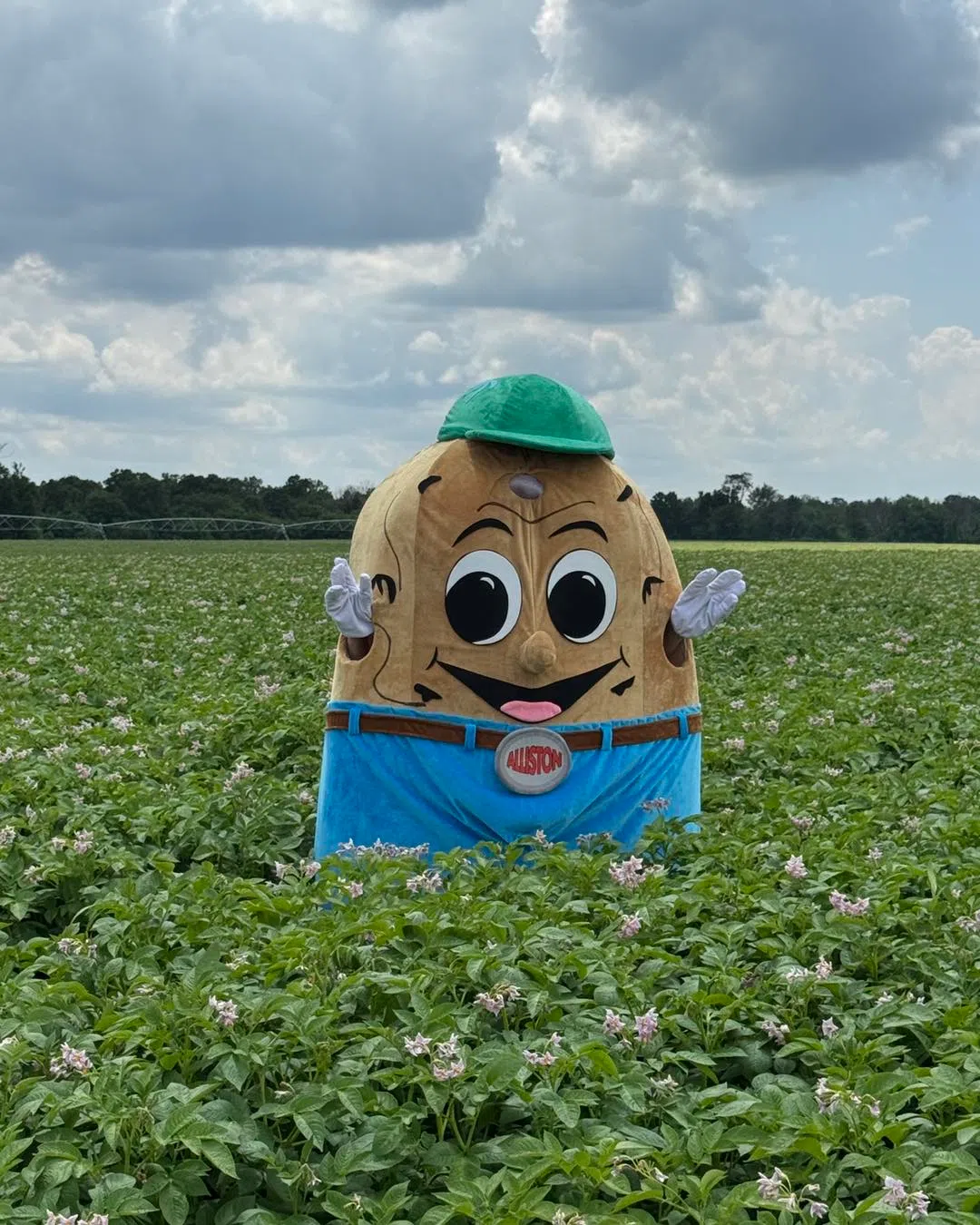 The Alliston Potato Festival is Back!