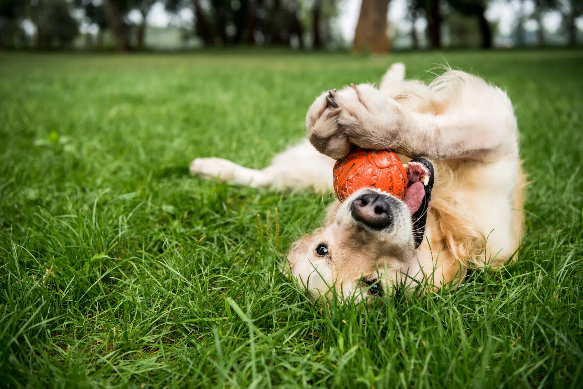 Upgrades Coming to Stewart Street Off-Leash Dog Park