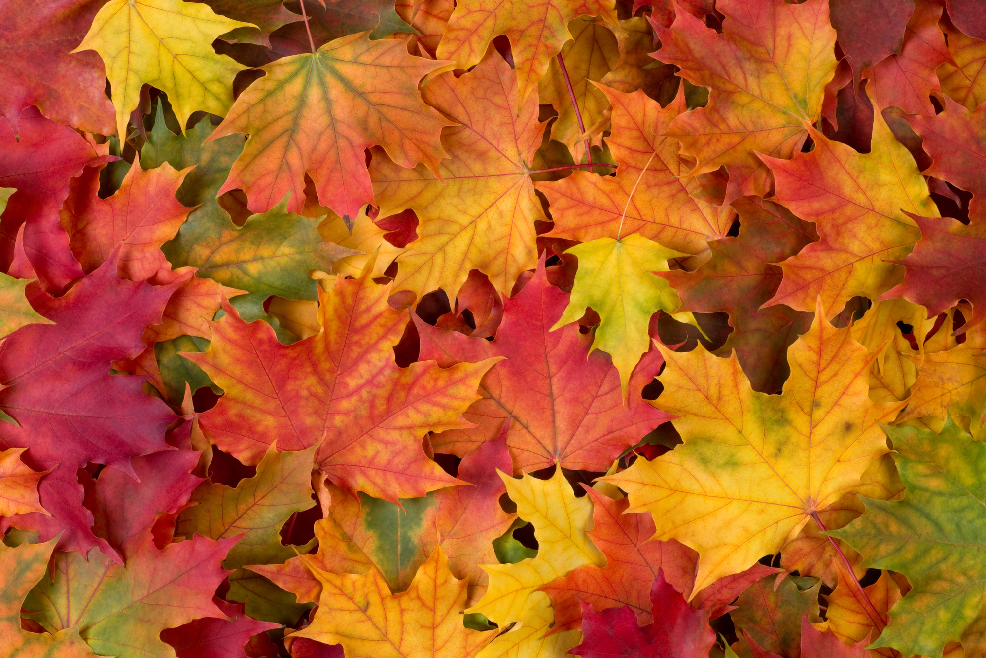 Yard waste collection program returning across Simcoe County