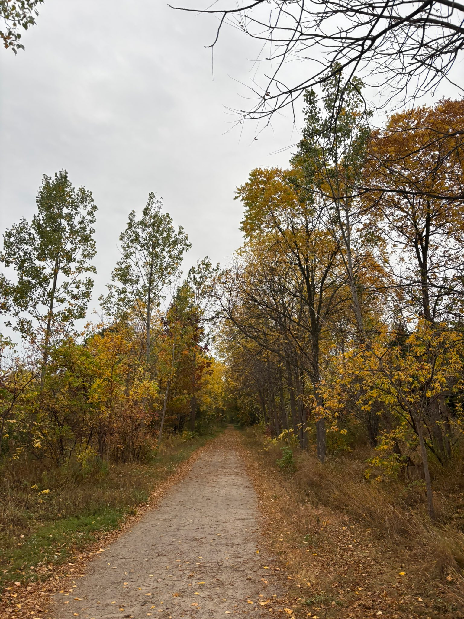 South Simcoe forecast for Friday, October 2nd