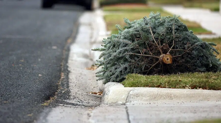 How to dispose of your fresh Christmas tree in St. Thomas and Elgin