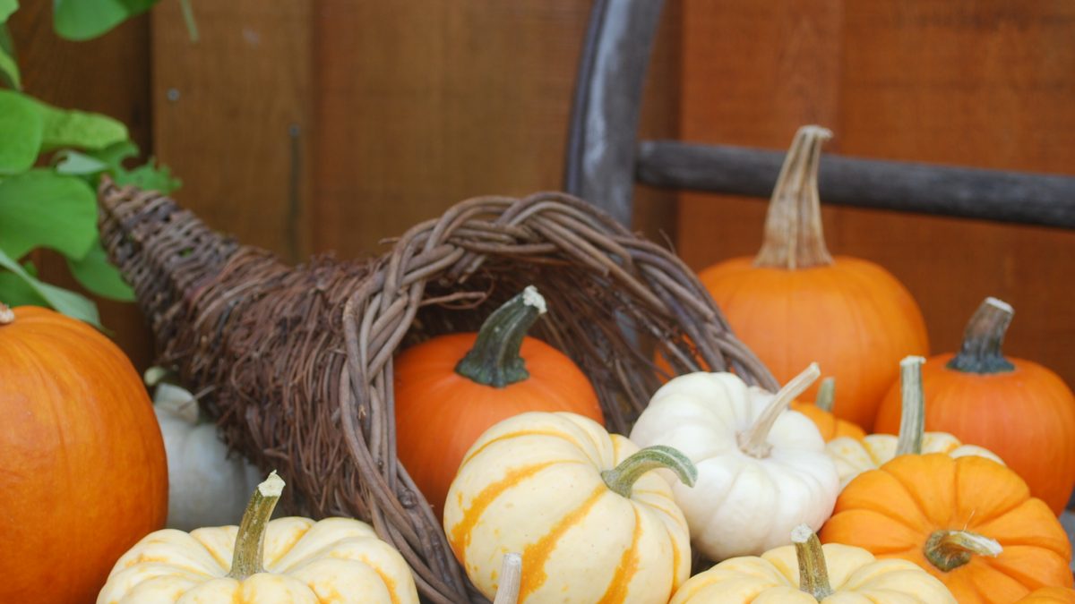 What’s good in St. Thomas and Elgin? Pumpkins pay off: Butters Farms finds big returns in small slice of production