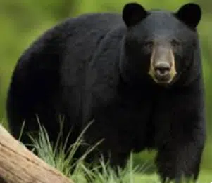 Multiple Bear Sightings Near Bayfield | 90.5 Exeter Today