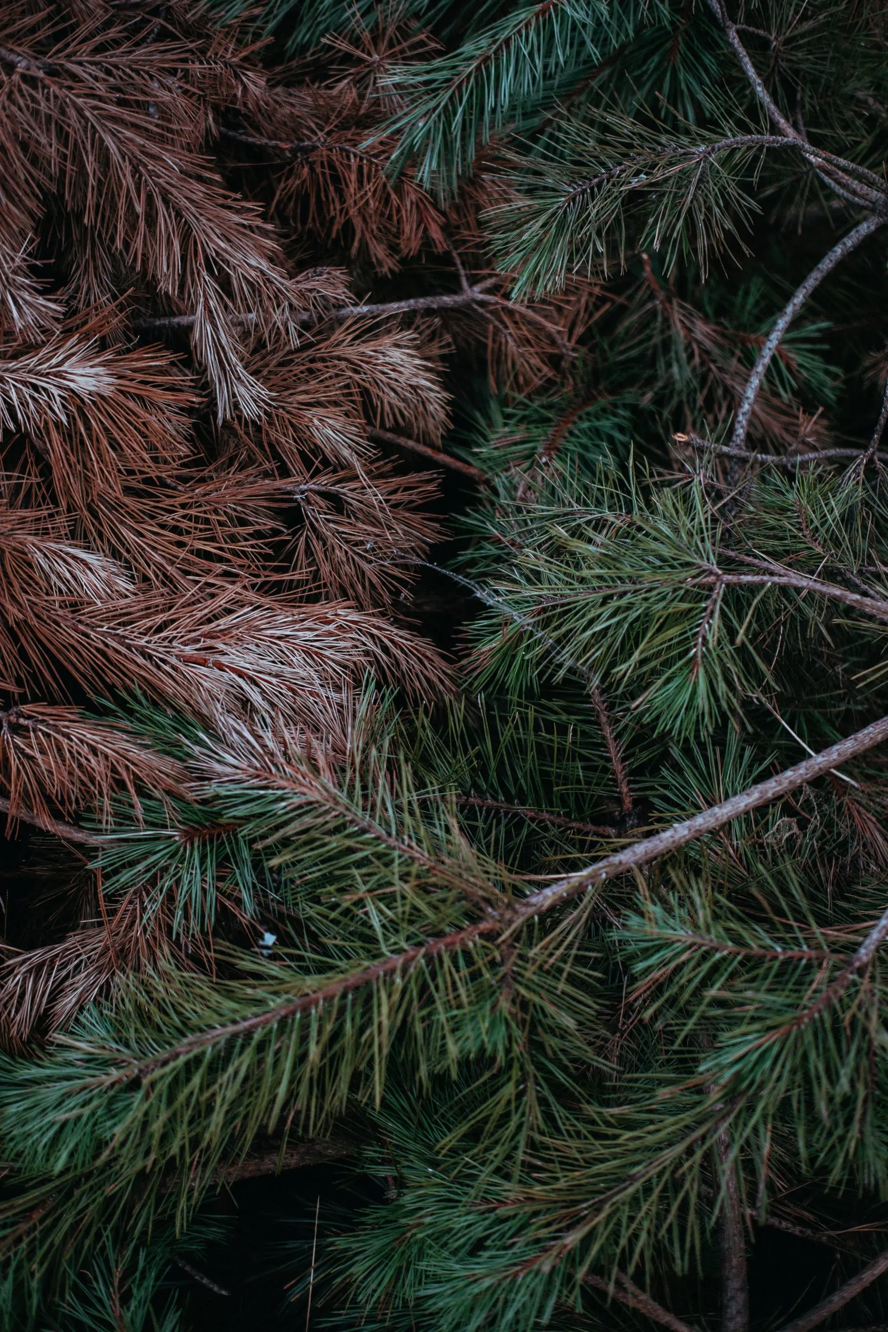 Here’s why to water your Christmas tree, might also be a