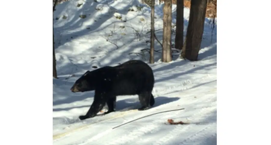 Black bear photographed along Bruce Trail in Mulmur