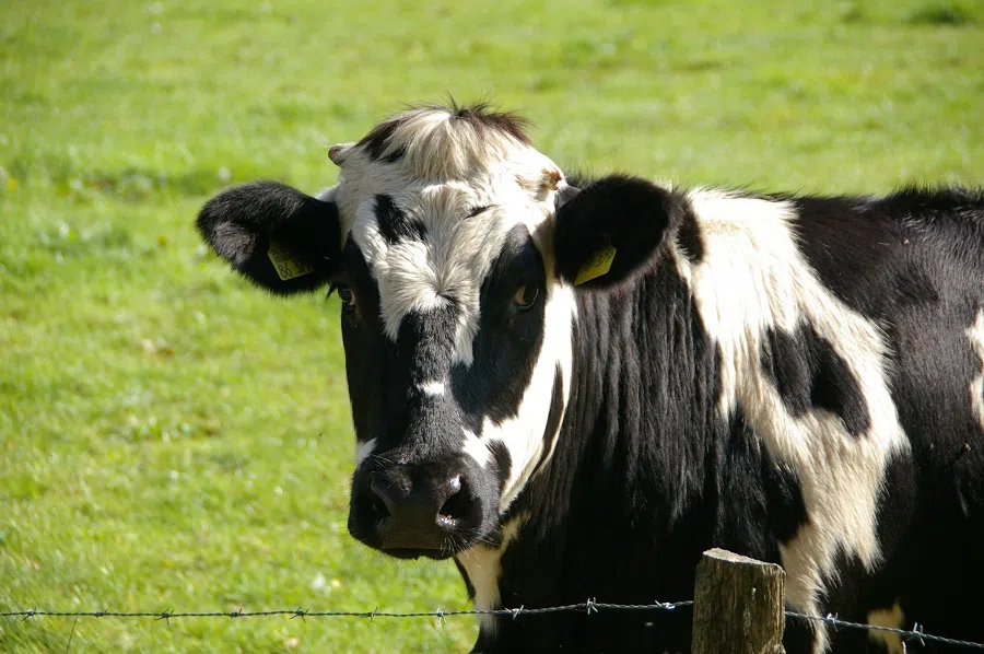 COVID-19: Canadian farmers to benefit from $252 million aid package but Dufferin Federation of Agriculture president, Bill McCutcheon says farmers will need other supports