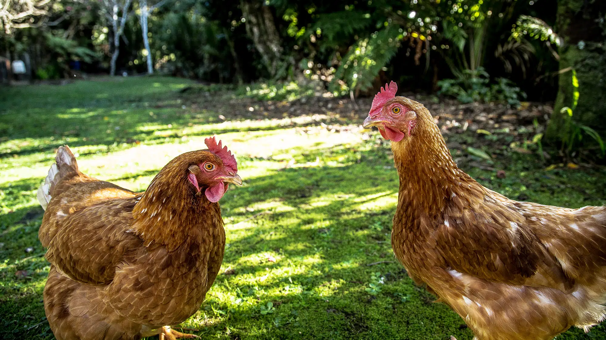 Branching Out Support Services wants in on Orangeville's chicken coop bylaw