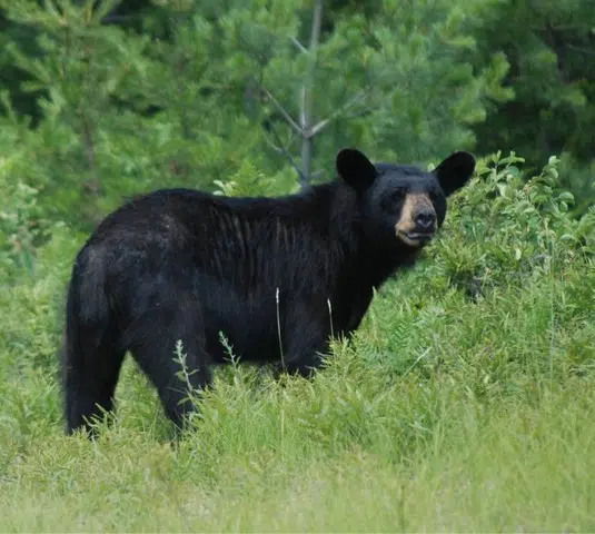 Bears Spotted Near Erin & Caledon