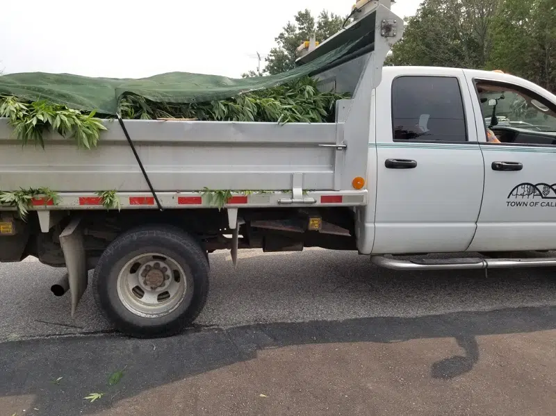 Caledon OPP seizes 235 marijuana plants for destruction