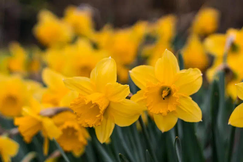 Canadian Cancer Society 'Daffodil Month' fundraiser is running