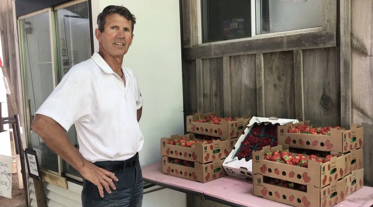 COMMUNITY SPOTLIGHT : Berries 4 U welcomes the community to enjoy fresh, local fruit