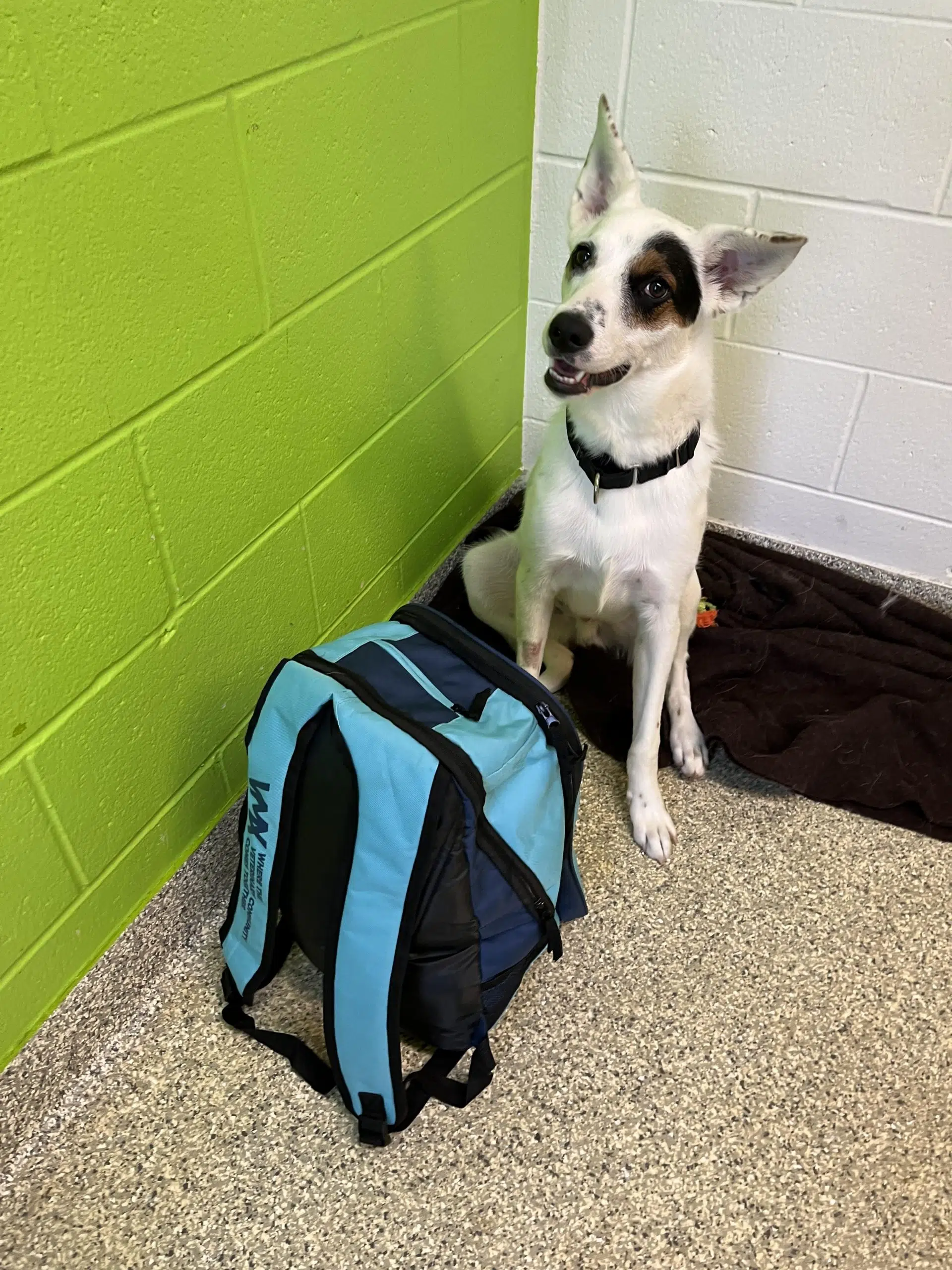 Back to school? The OSPCA shares tips to help animals cope with change