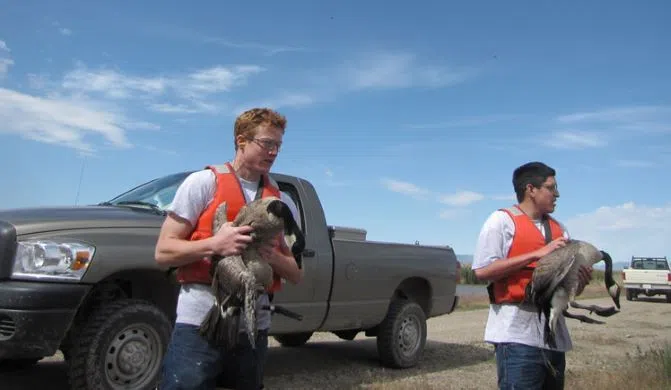 Testing for Avian Flu Follows Reports of Dead Birds