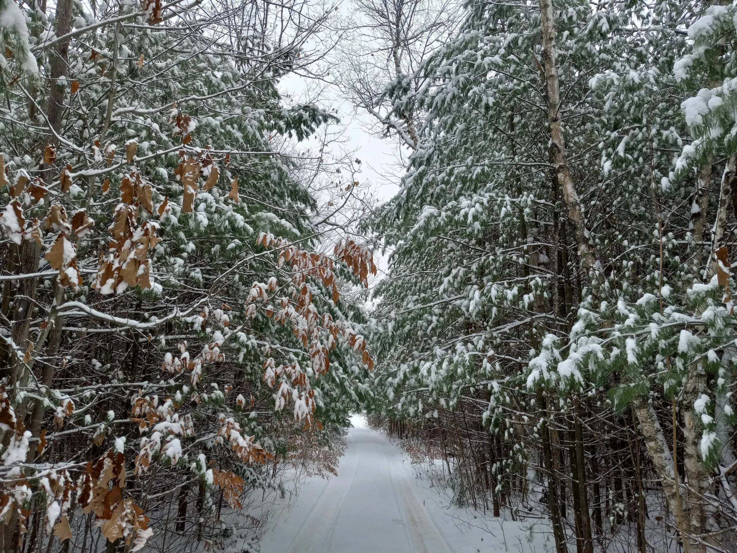 Explore the Dufferin County Forest