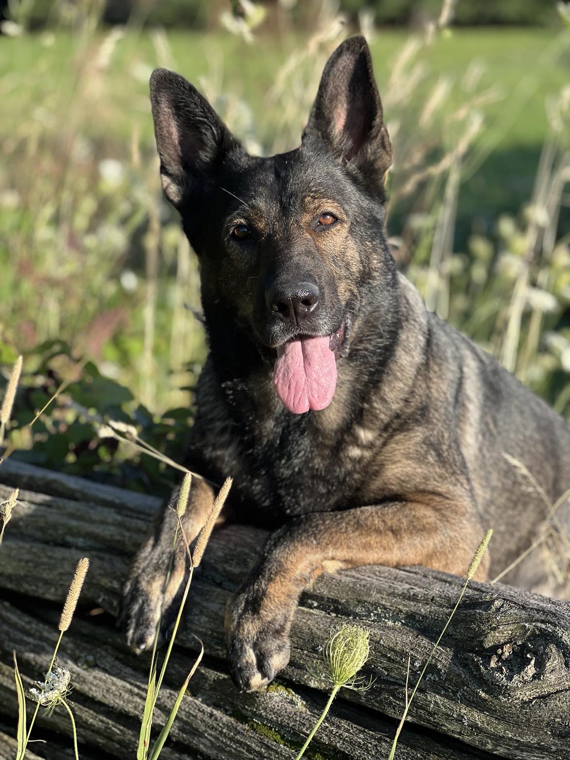 Missing Orangeville Puppy Found By Another Dog