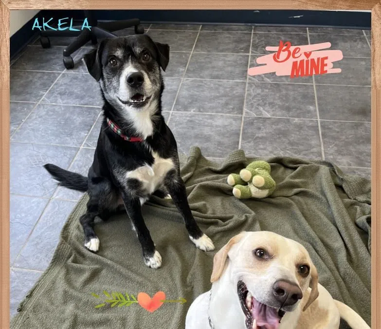 FM101 Orangeville Pets Of The Week! FM101 Orangeville Today