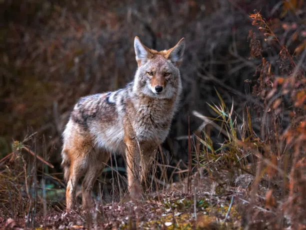 Have You Seen Coyotes In Orangeville & Surrounding Area?