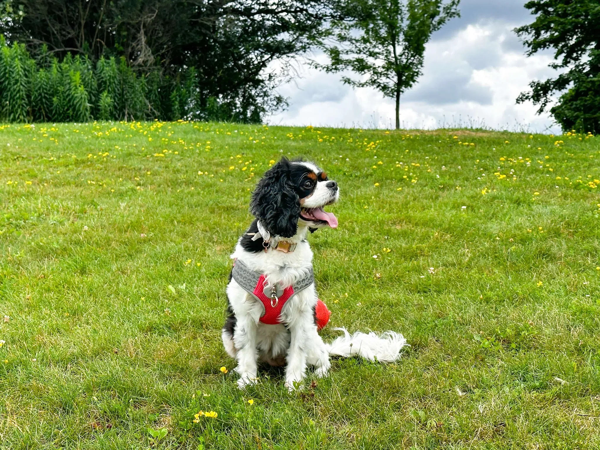 Orangeville Dog Park Re-Located