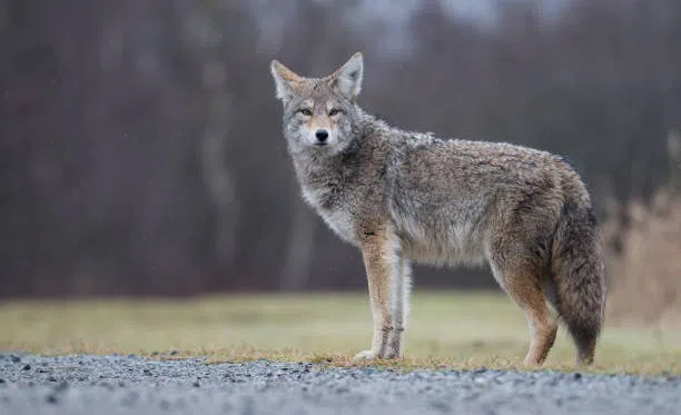 What To Do During A Coyote Encounter