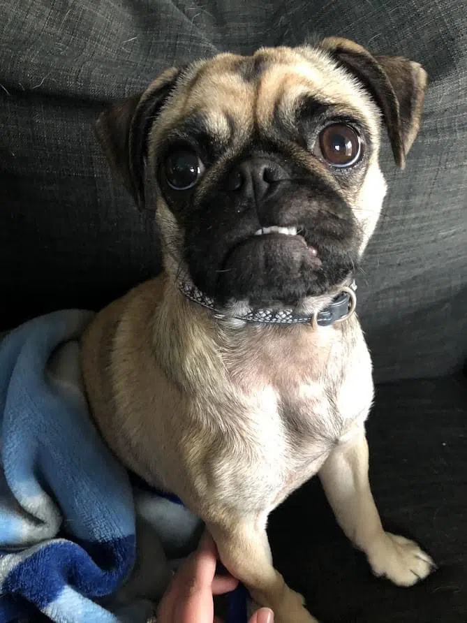 Keep Pets In Mind This Canada Day Long Weekend