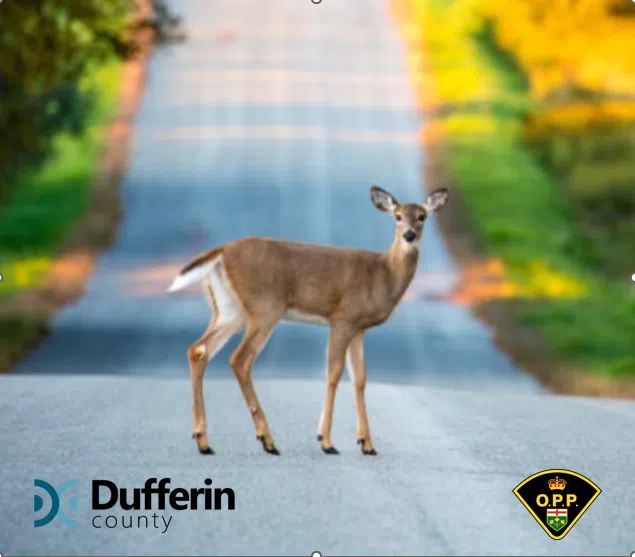 Dufferin OPP reminds drivers to watch for deer