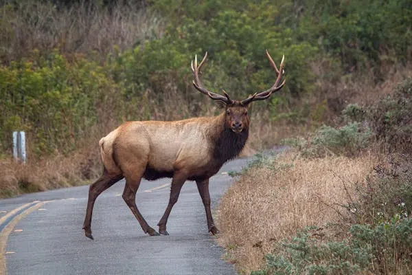 OPP Central Region reports over 6000 wildlife-related collisions in three years.