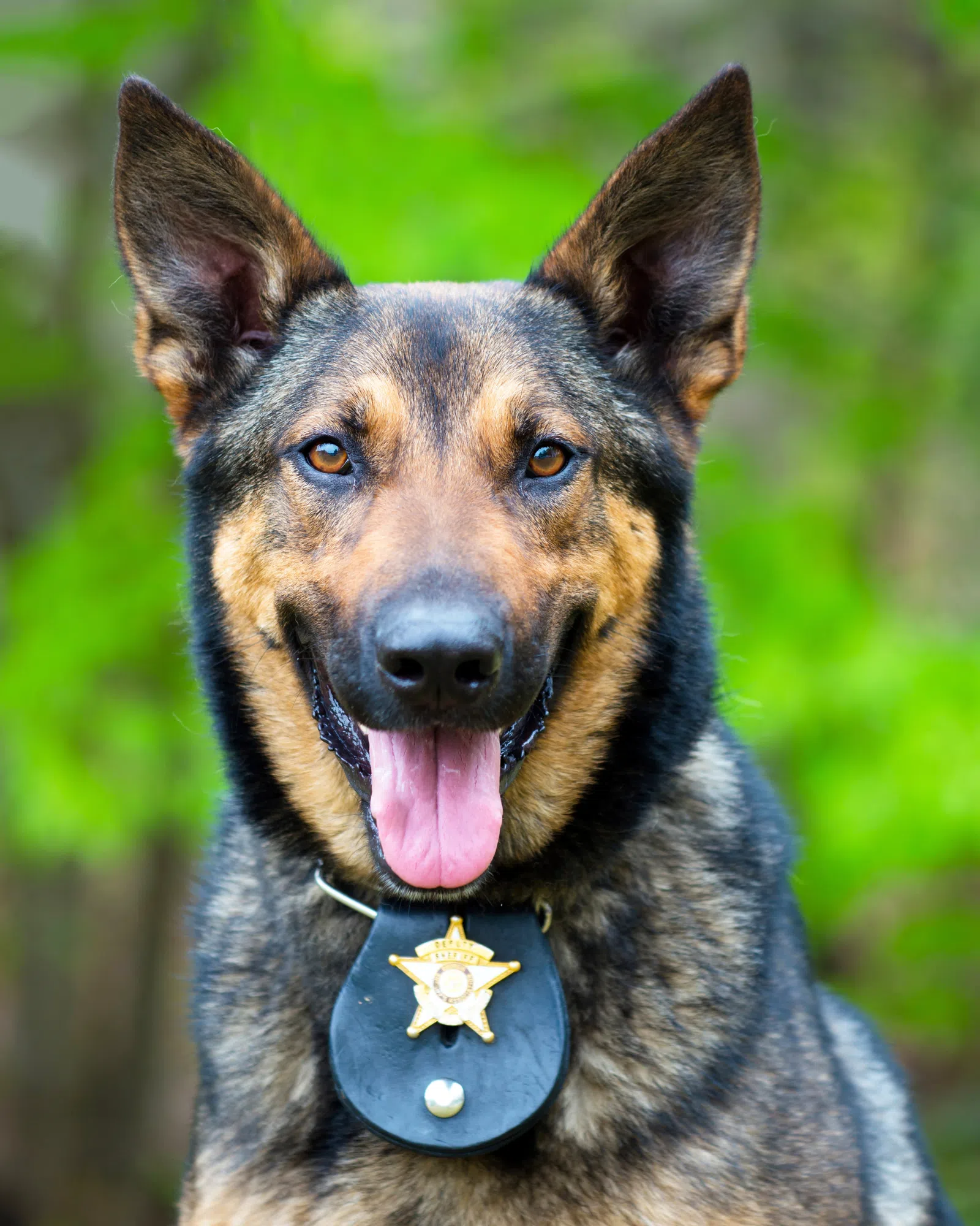 OPP canines put best paws forward for 2025 calendar