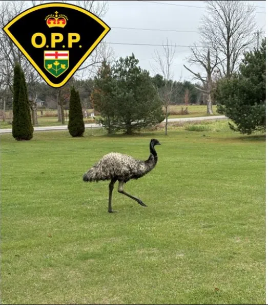 Nottawasaga OPP capture emu on the loose