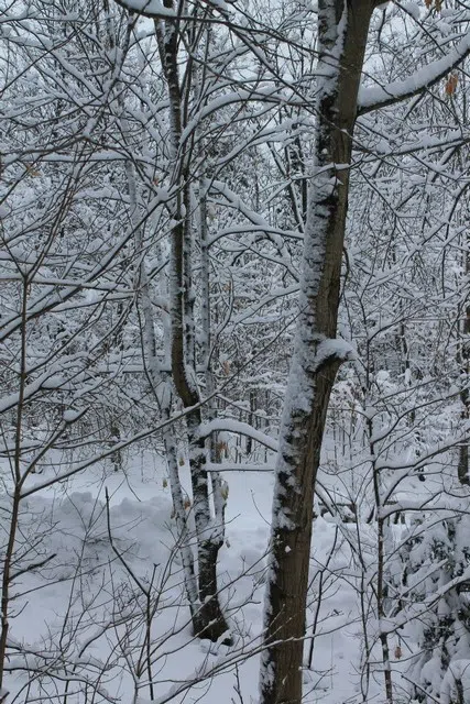 Good Morning Dufferin