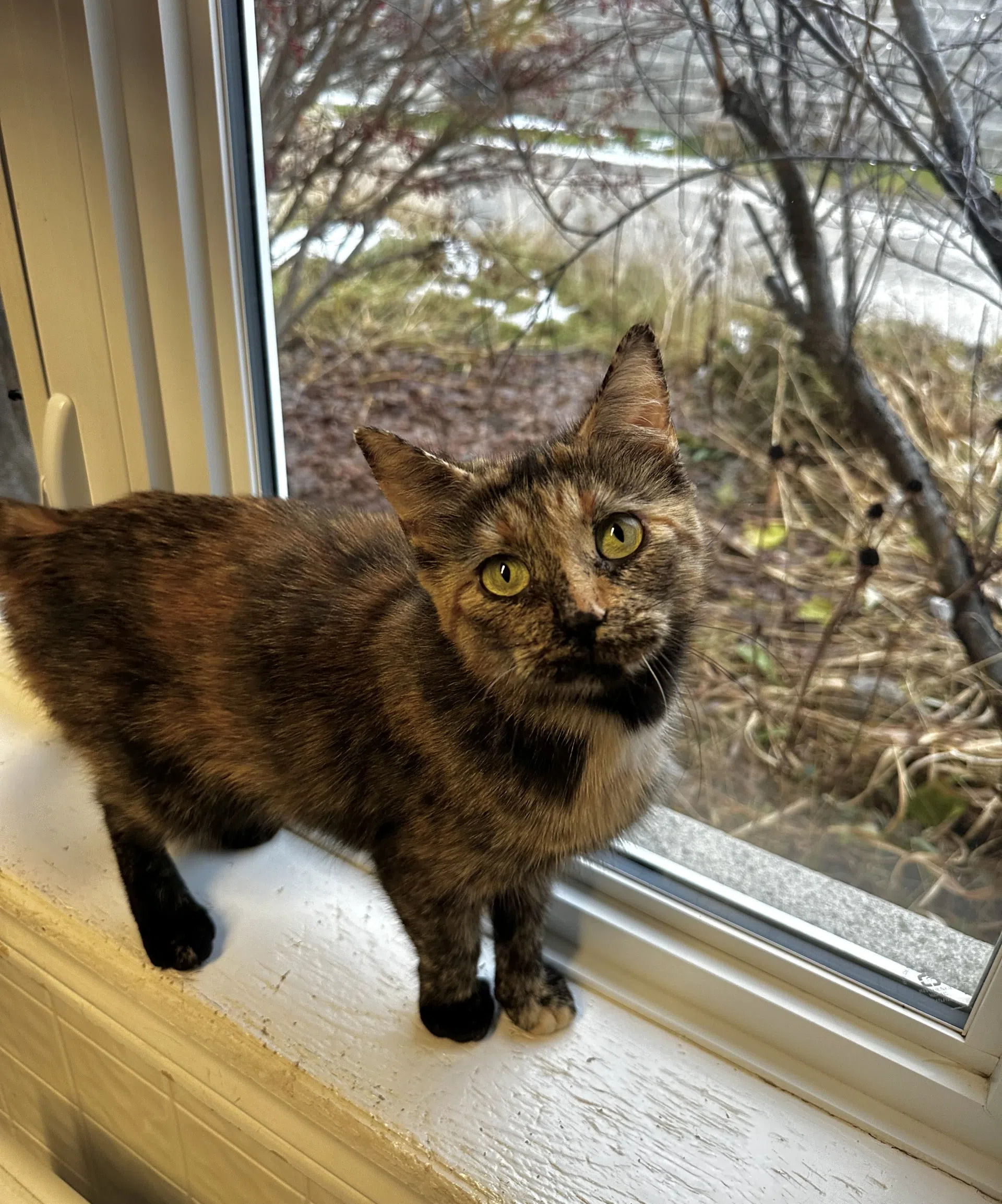 Grizzly's letter to Santa