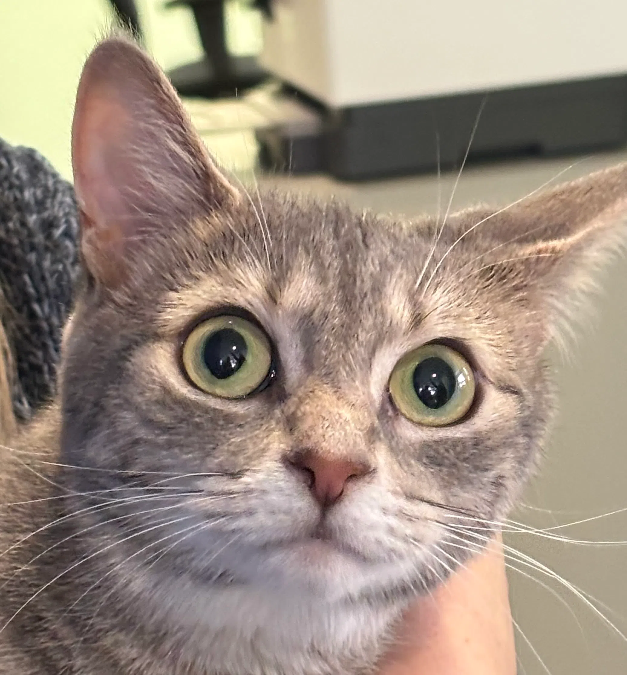 Pawpy the cat is seeking her forever home