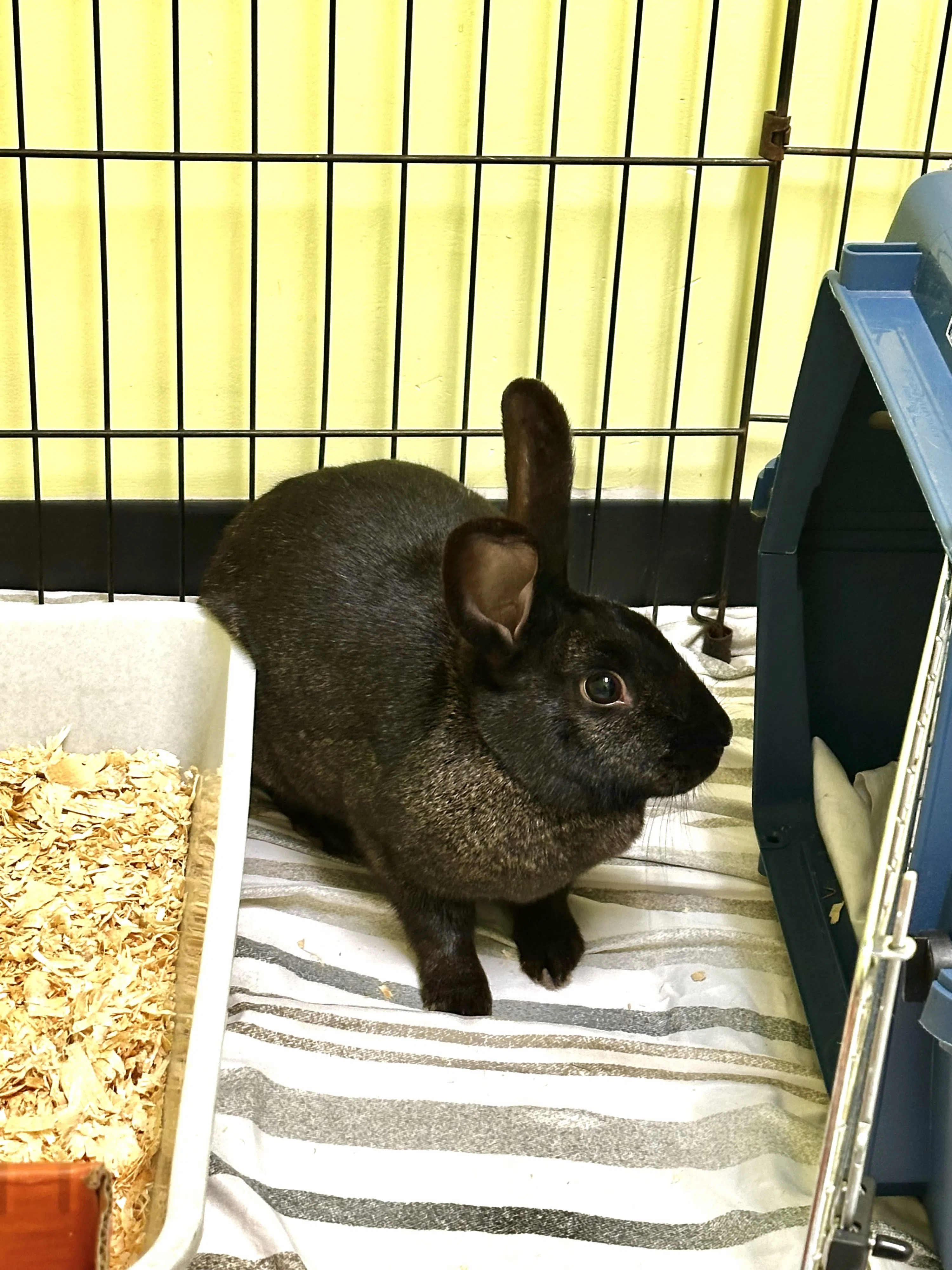 Pet of the week - McKenna the bunny