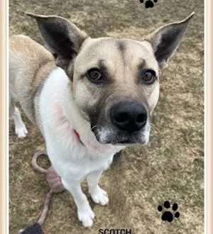 Pet of the week