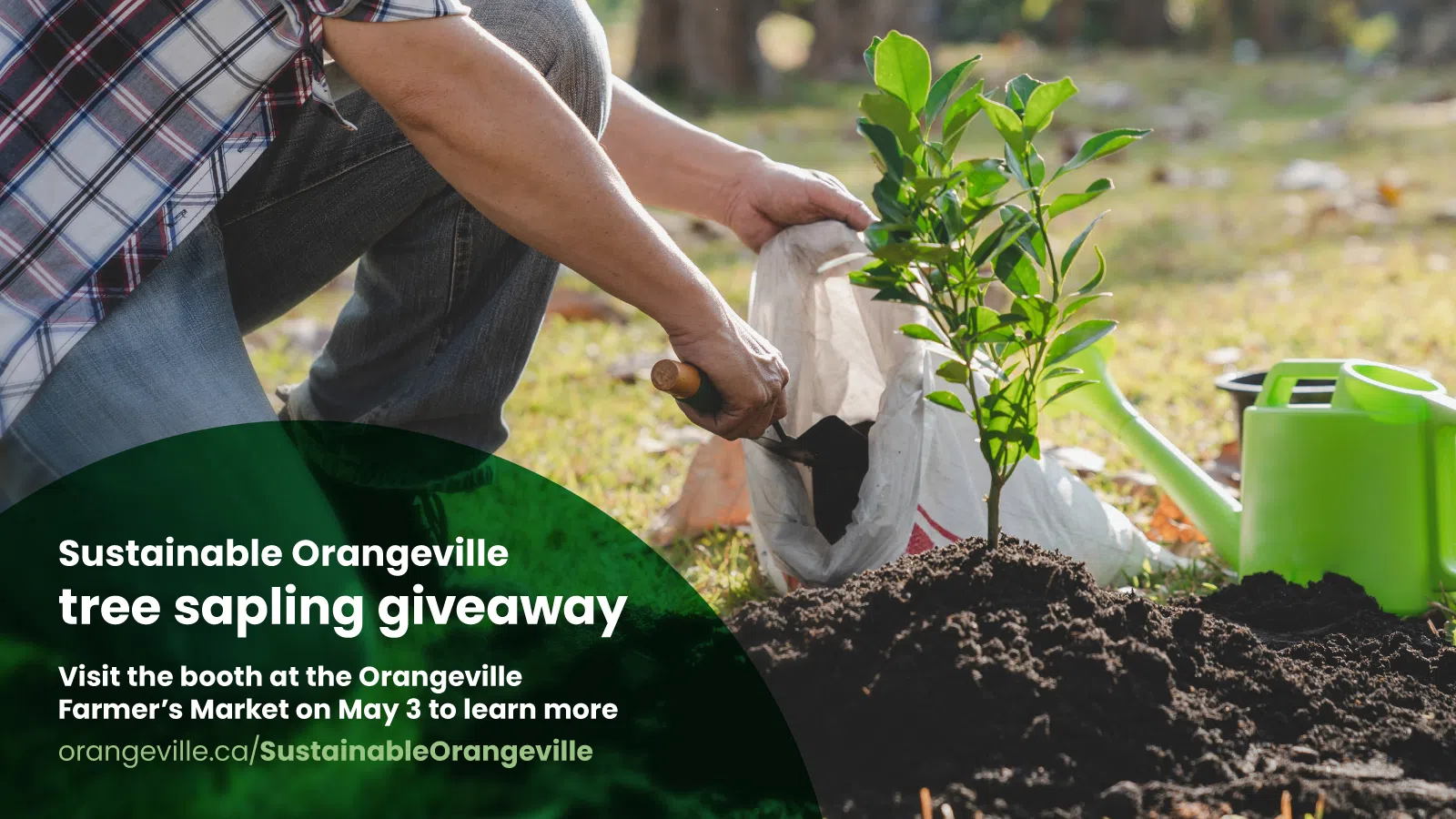 Sustainable Orangeville giving away 190 saplings to residents