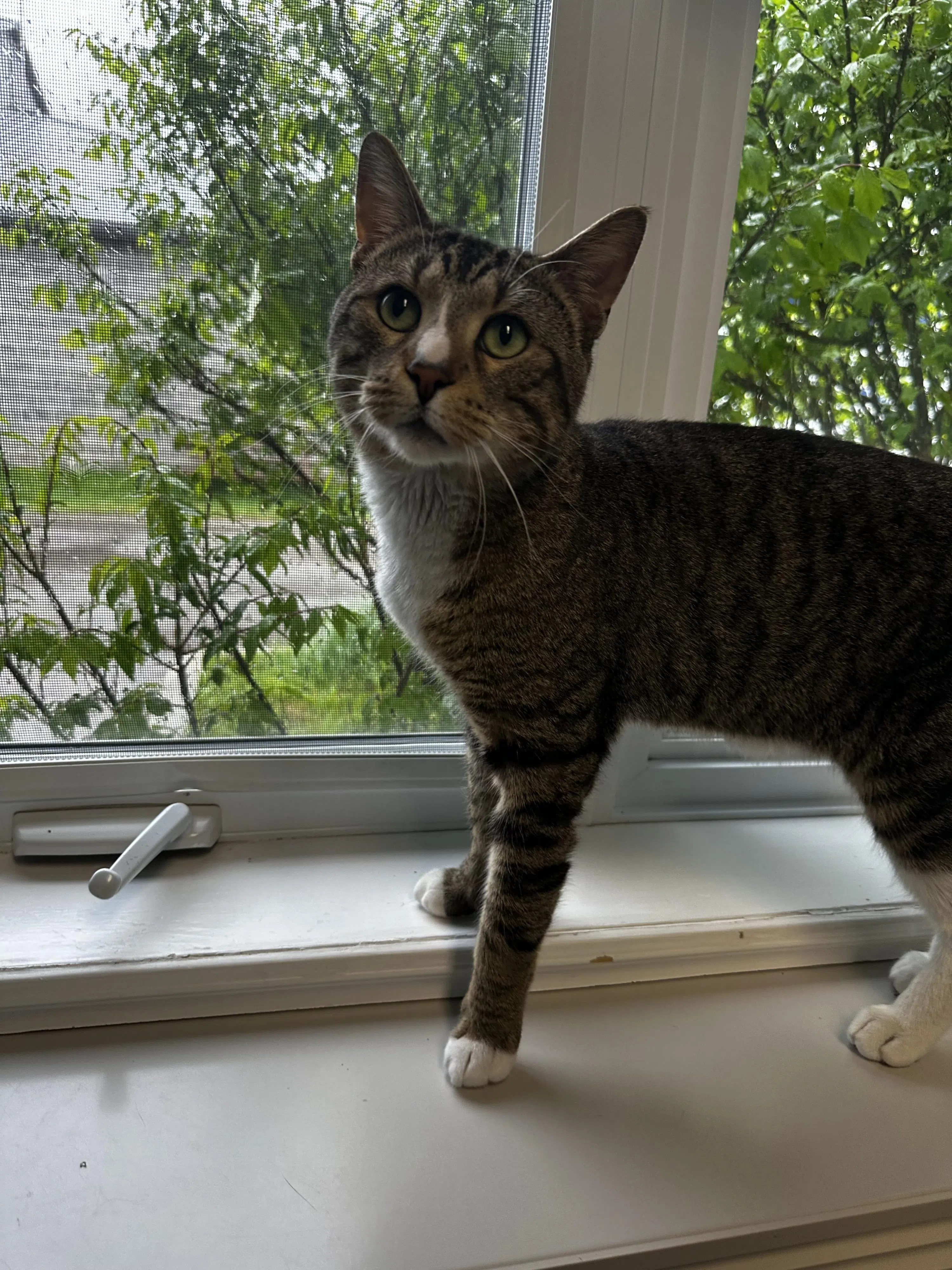 Orangeville Pet of the Week: Chonk the Cat