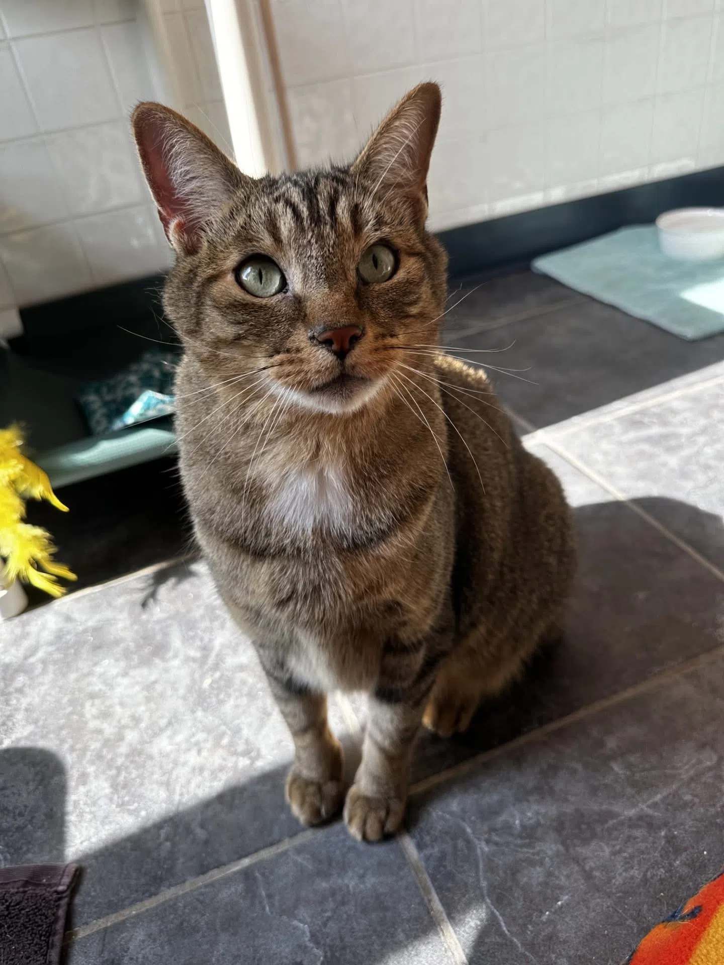 Pet of the week - Juniper the Cat