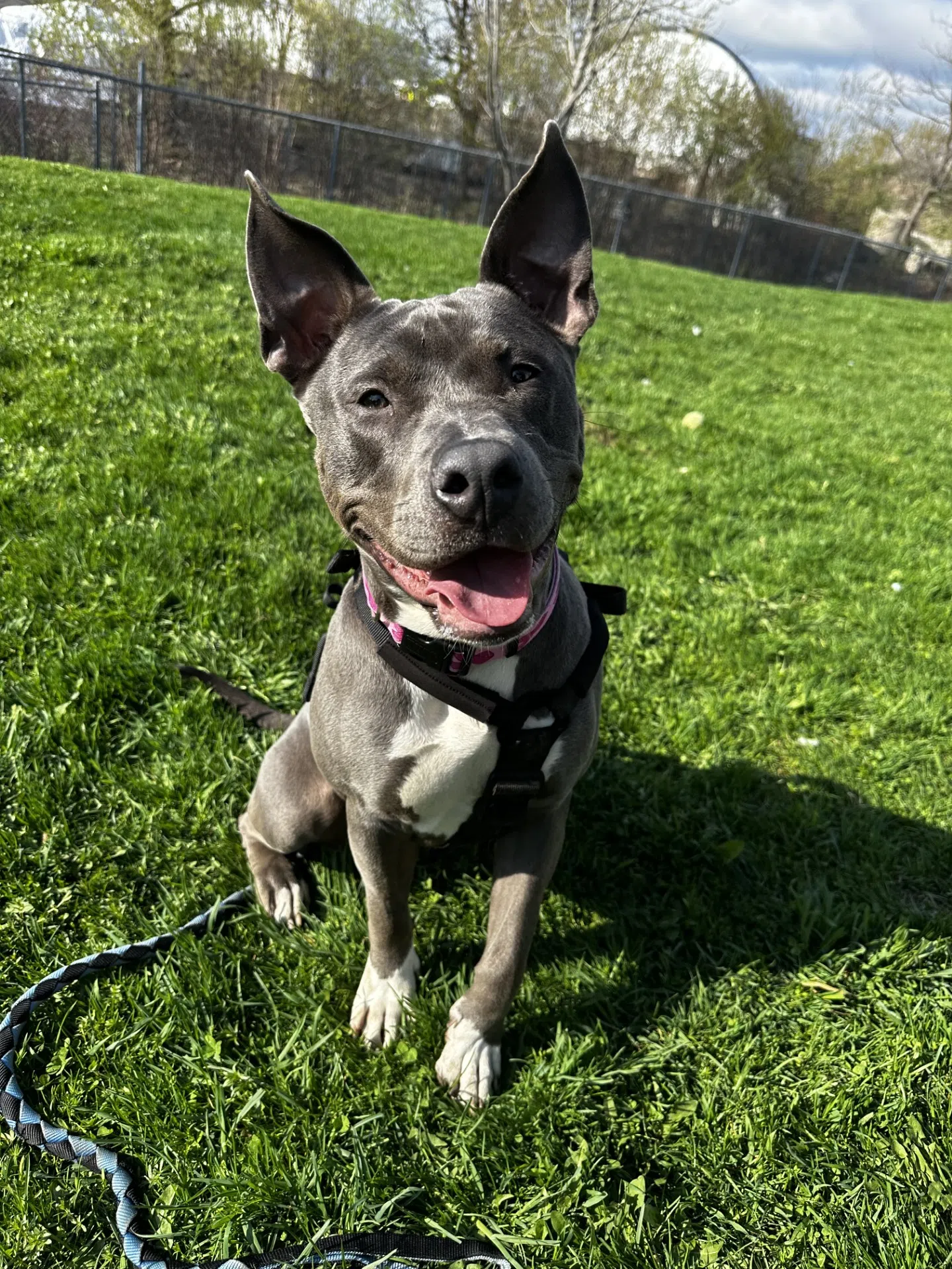 Orangeville Pet of the Week: Lila the Wonderdog