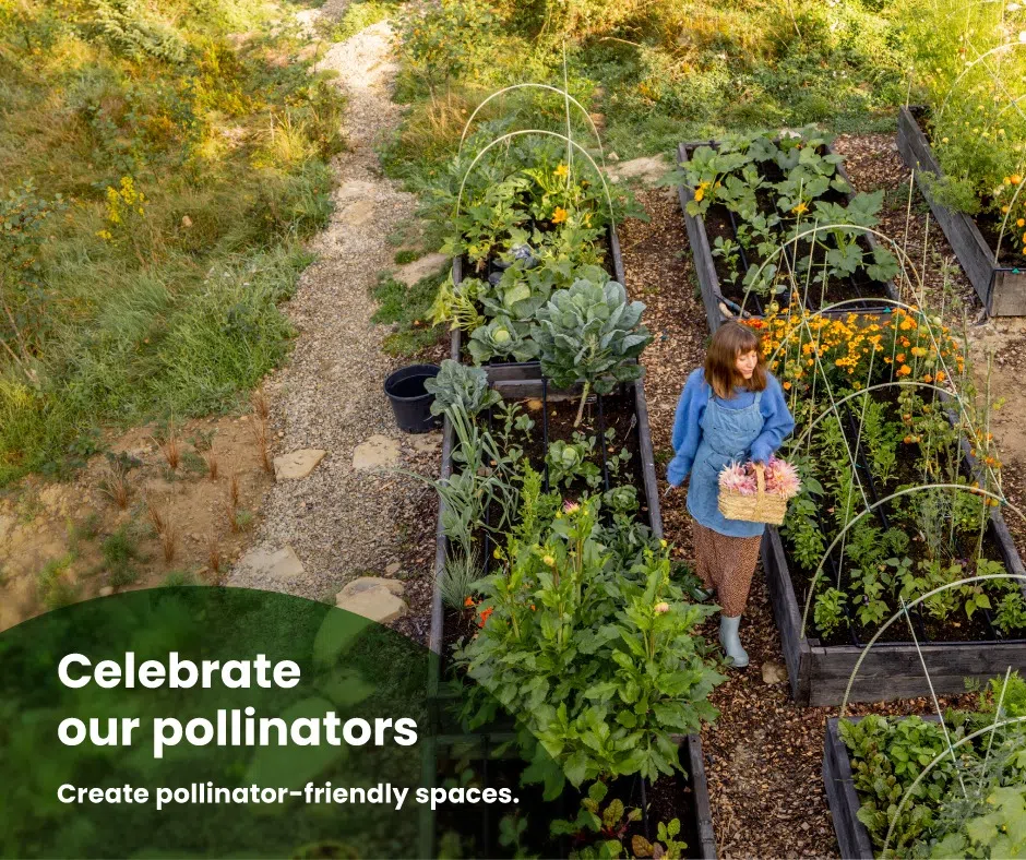 Did You Know Orangeville Is An Official 'Bee City'?