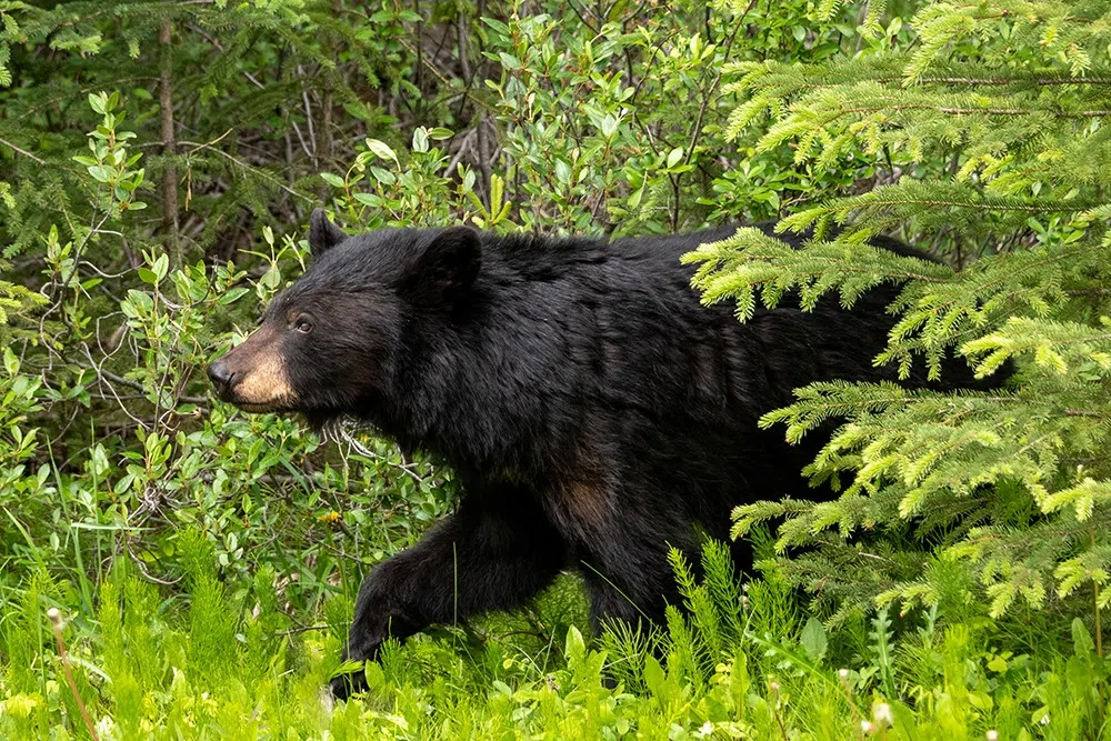 Black Bear Spotted In Caledon Village