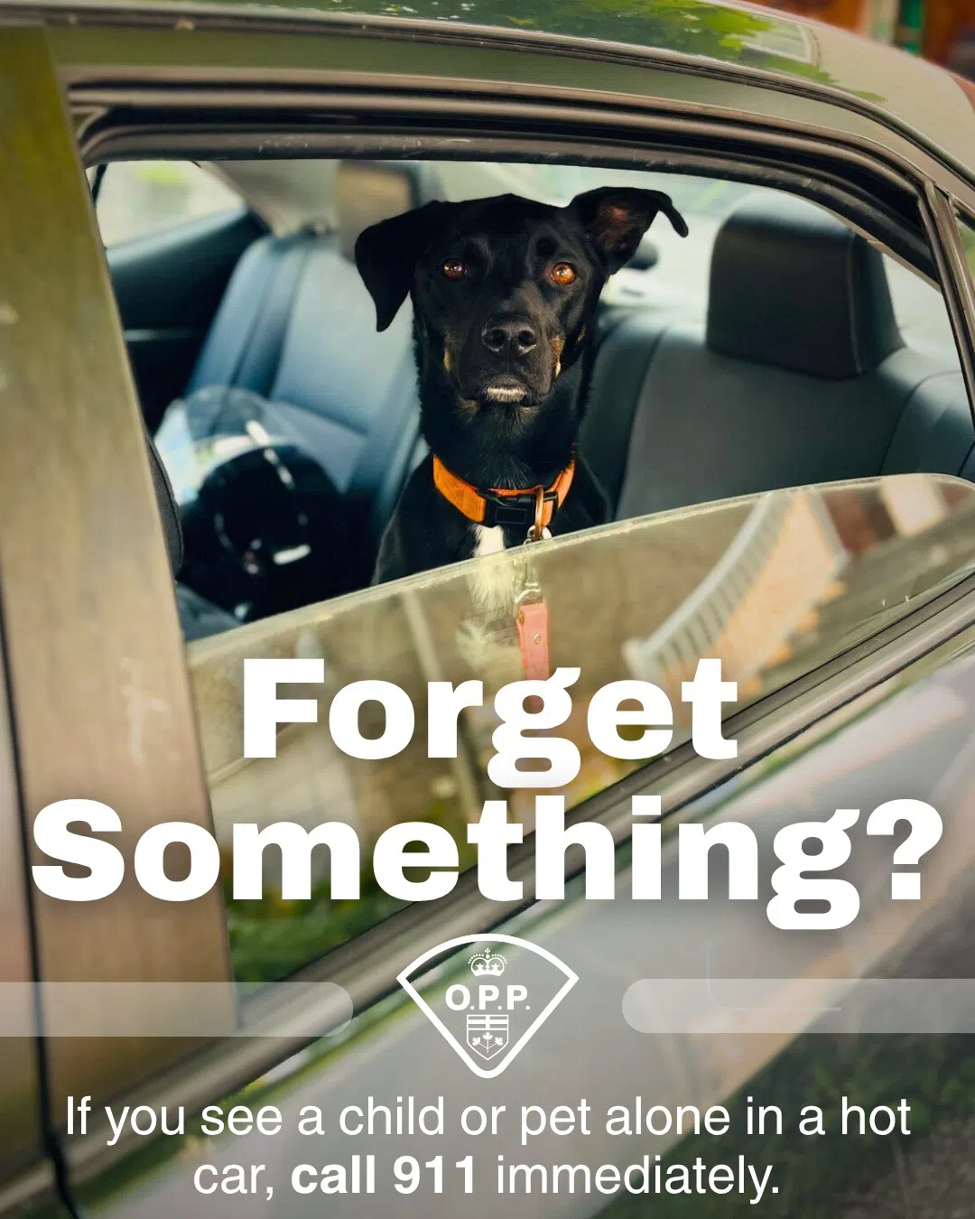 See A Child or Animal Alone In A Hot Car?