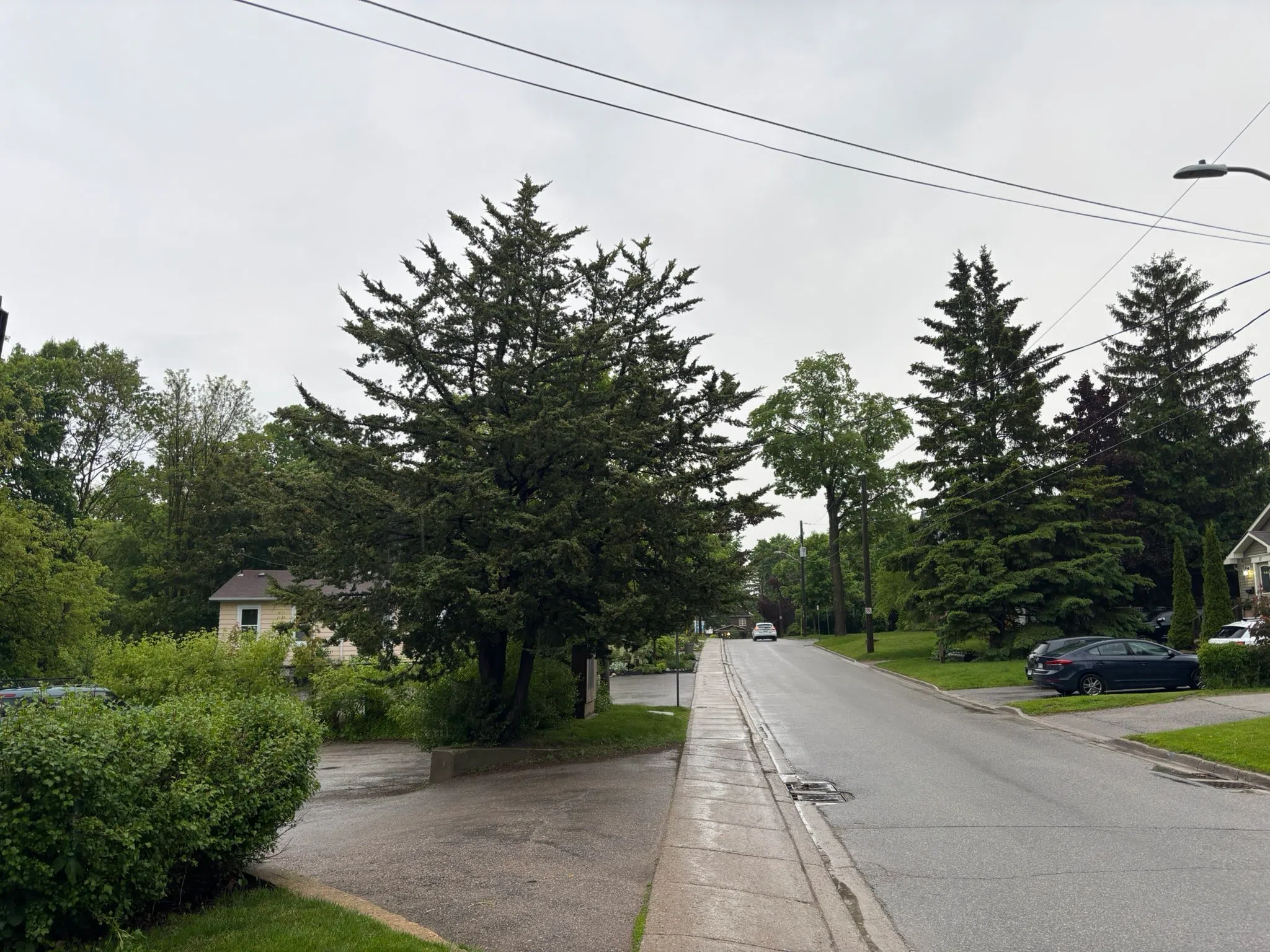 Orangeville forecast for Thursday, June 5th