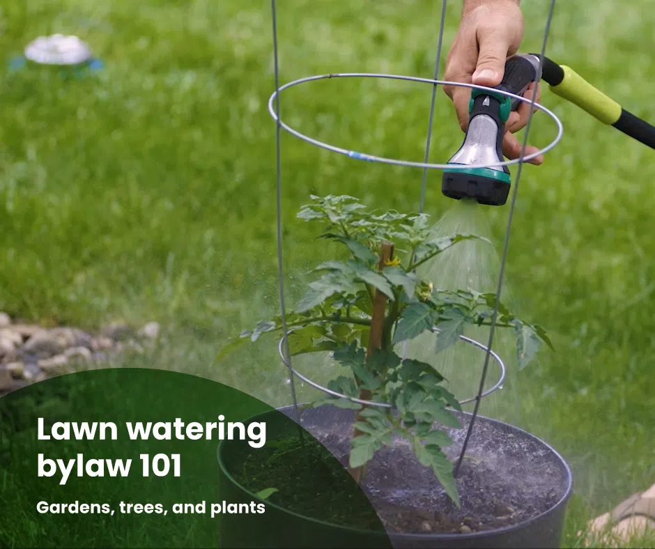 Orangeville Lawn Watering By-Law Exemptions