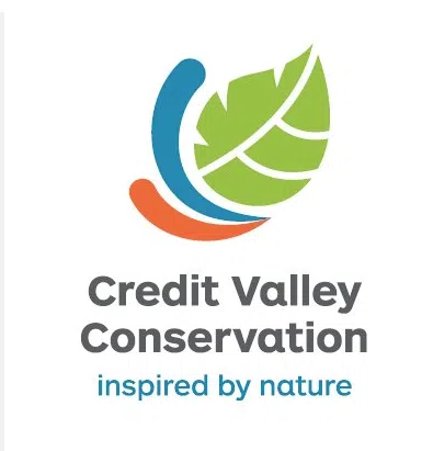 Fall tree planting is back