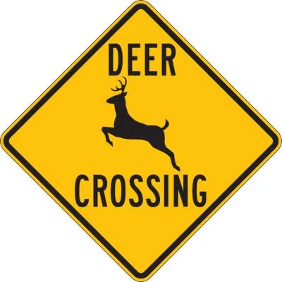 Wildlife on rural roads adds another layer of risk