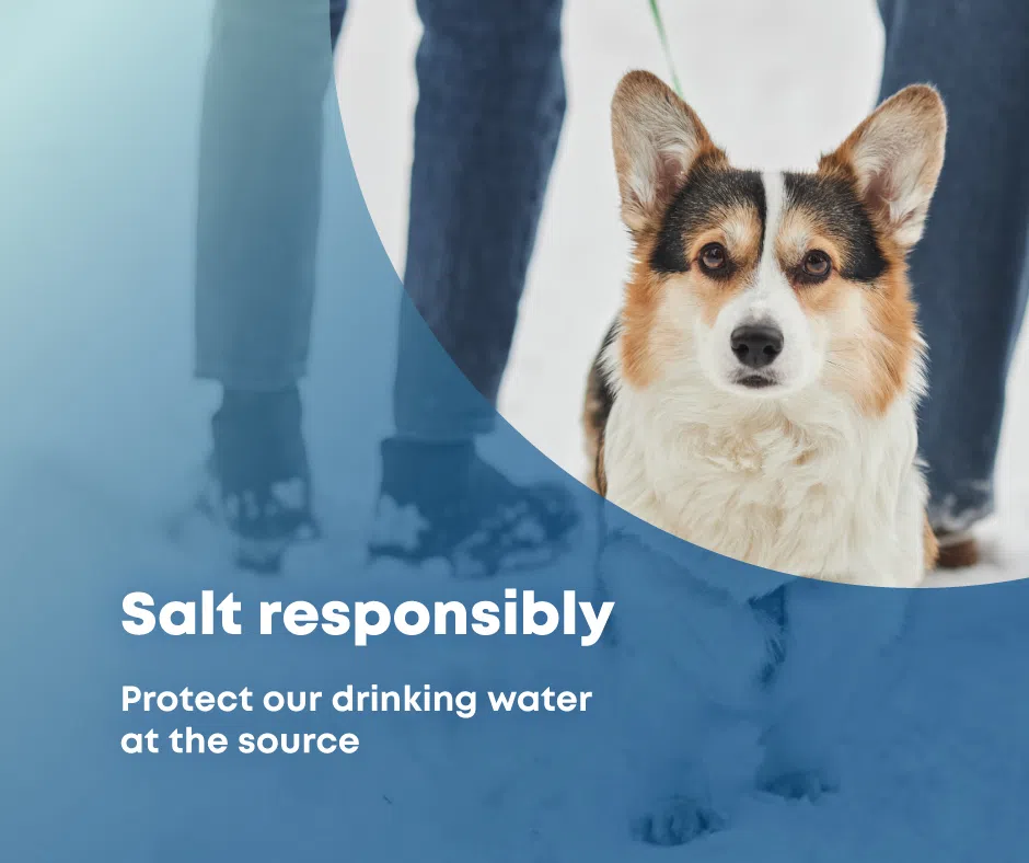 Did you know that road salt can cause harm to your dogs?