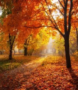 Autumn scenery