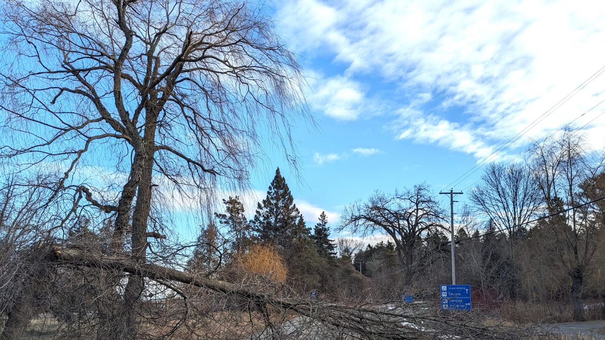 Trees downed in Brighton during Wednesday weather event - Vimarsana News