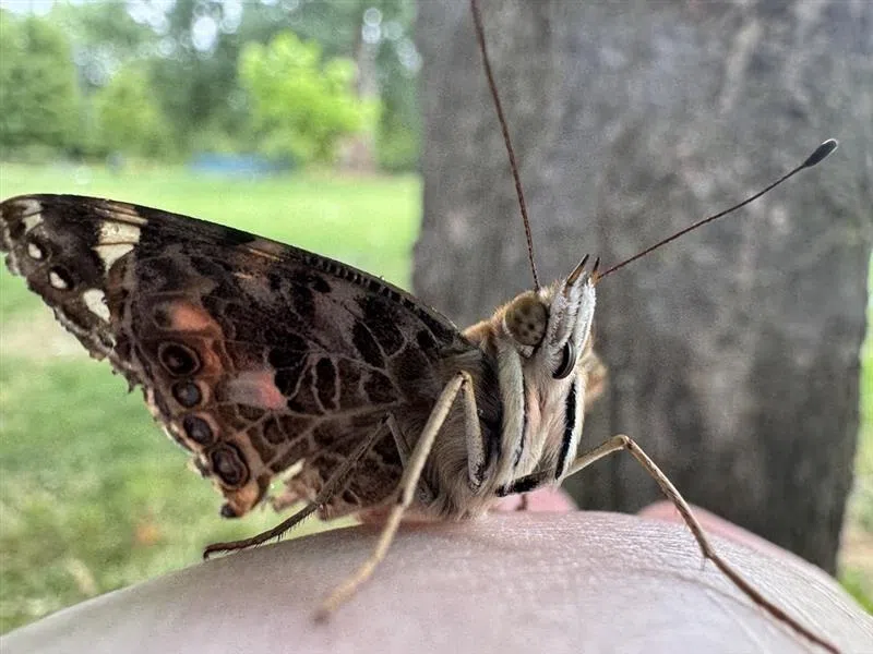 HEROcomplex-sideV- 、Happening Butterfly Butterfly Ceremony coming to Carleton Place | Oldies 107.7