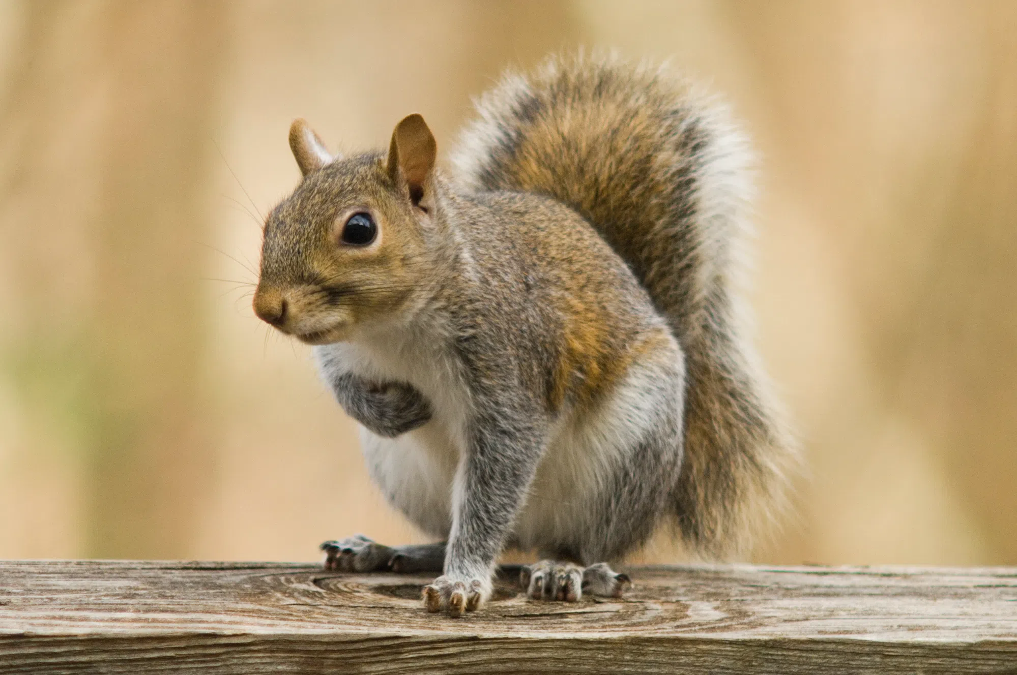 Squirrel Named 'Furry Boi' Elected to UC Berkeley Student Government