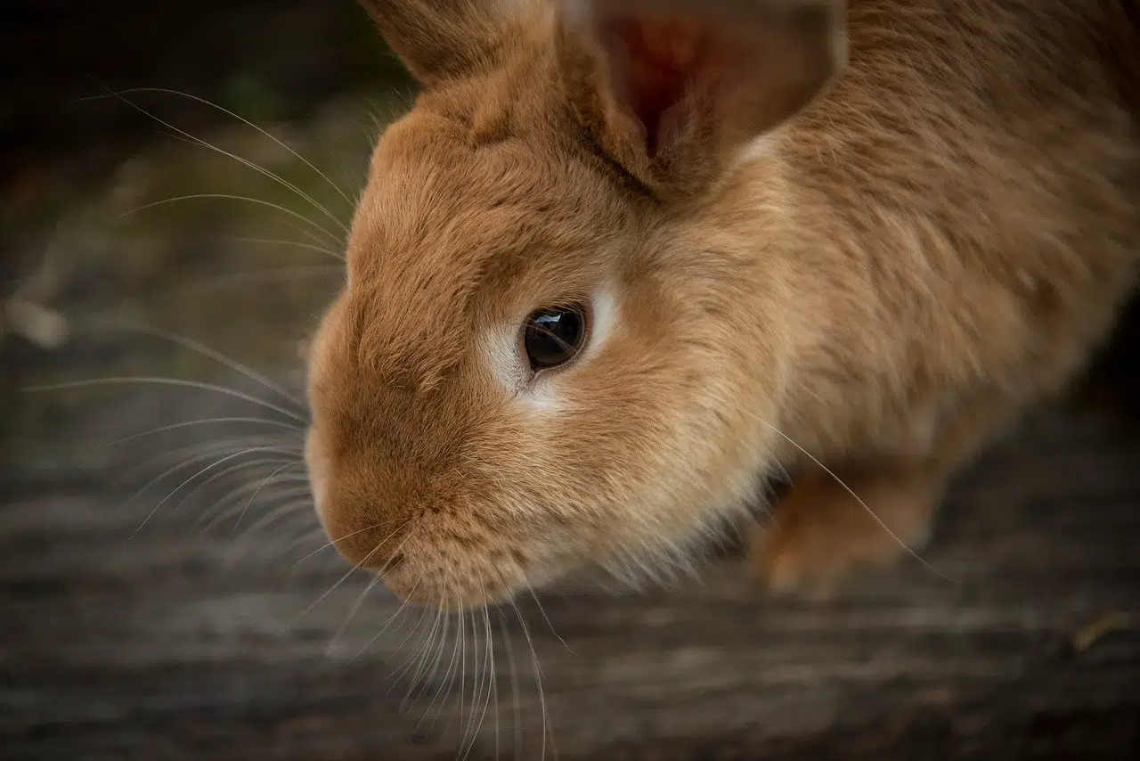 Cocoa puff clearance rabbit